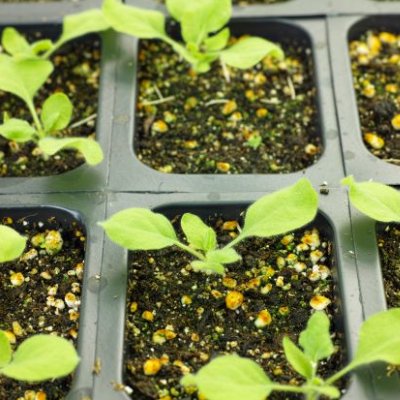 Green seedlings grow in soil in a black plastic tray, the photo is taken from above.